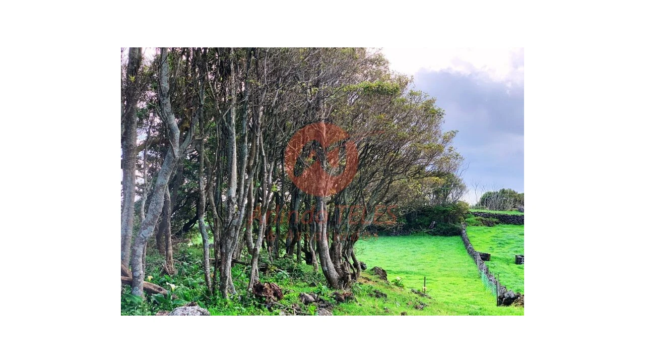 Terreno para Venda em São Bras Foto 18