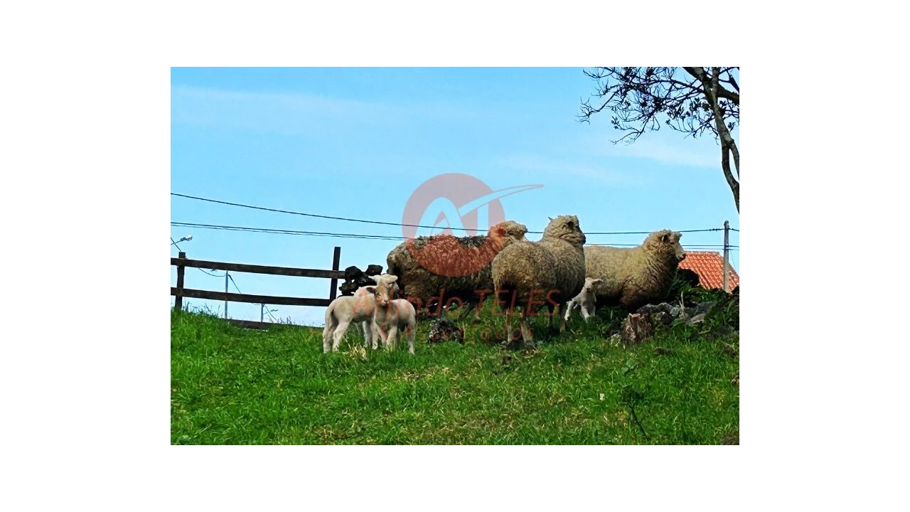 Terreno para Venda em São Bras Foto 29