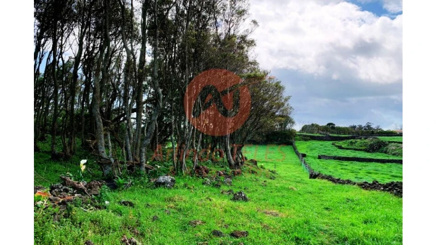 Terreno para Venda em São Bras Foto 14