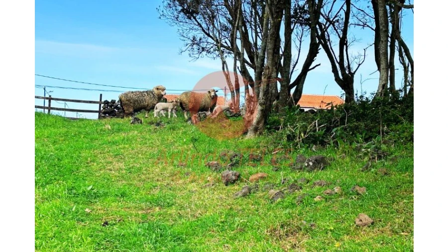 Terreno para Venda em São Bras Foto 31