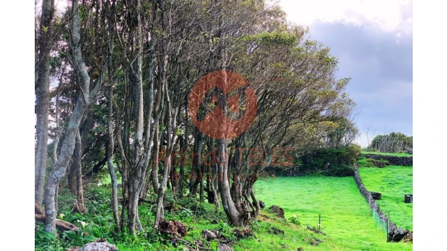 Terreno para Venda em São Bras Foto 18