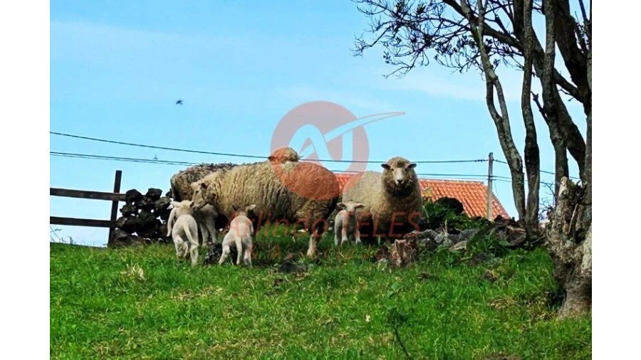 Terreno para Venda em São Bras Foto 30