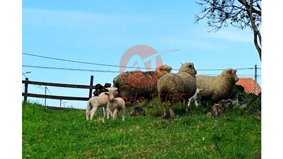 Terreno para Venda em São Bras Foto 29