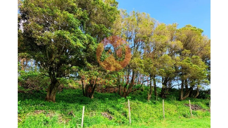 Terreno para Venda em São Bras Foto 28