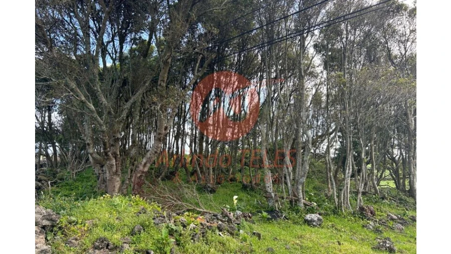 Terreno para Venda em São Bras Foto 15