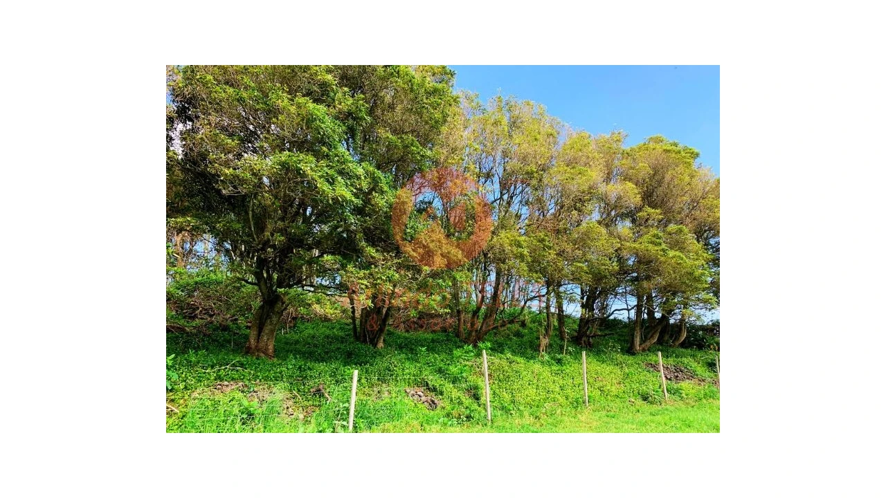 Terreno para Venda em São Bras Foto 28