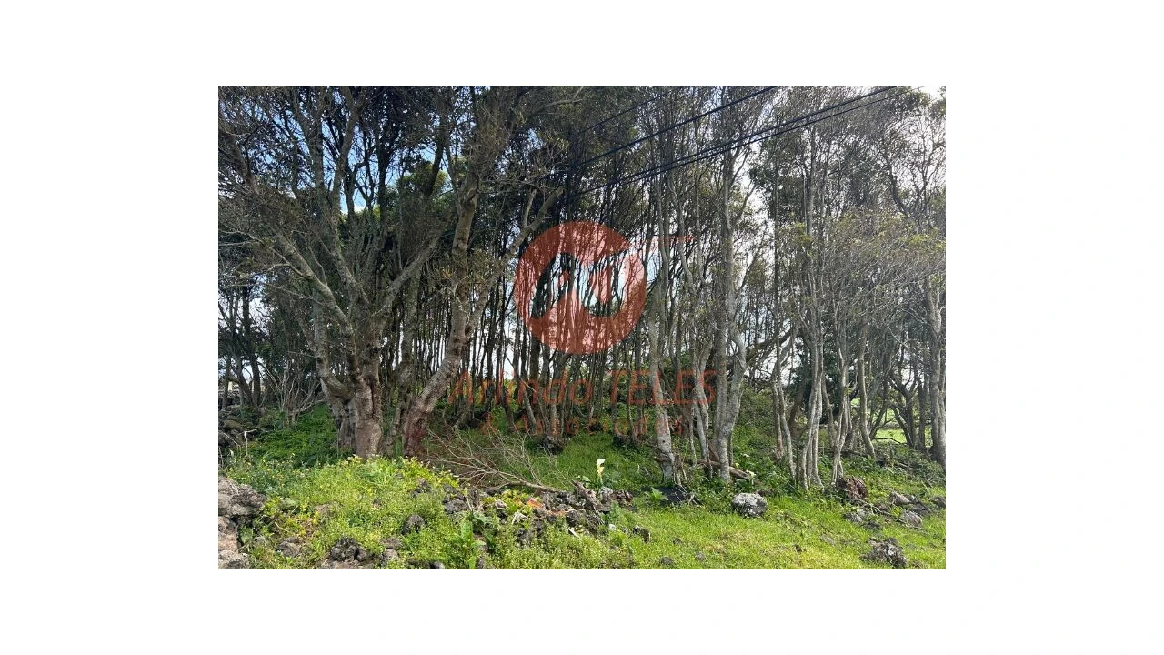 Terreno para Venda em São Bras Foto 15