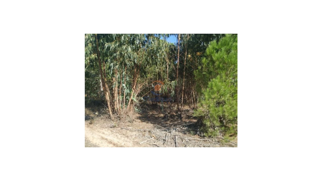 Terreno Agricola ou Rústico para Venda em Pegões Foto 3