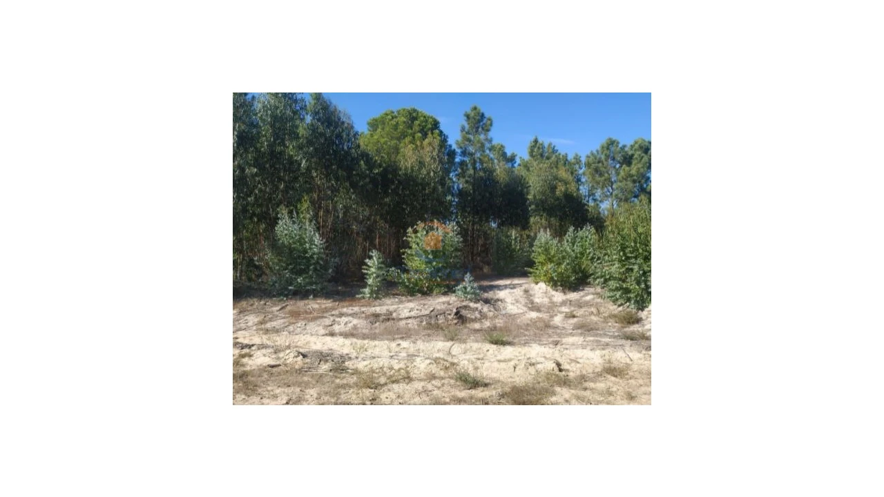 Terreno Agricola ou Rústico para Venda em Pegões Foto 5