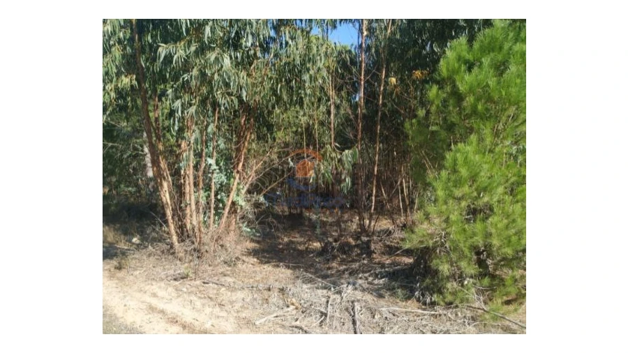 Terreno Agricola ou Rústico para Venda em Pegões Foto 3