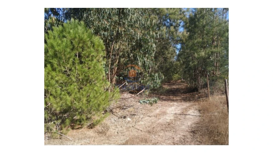 Terreno Agricola ou Rústico para Venda em Pegões Foto 4