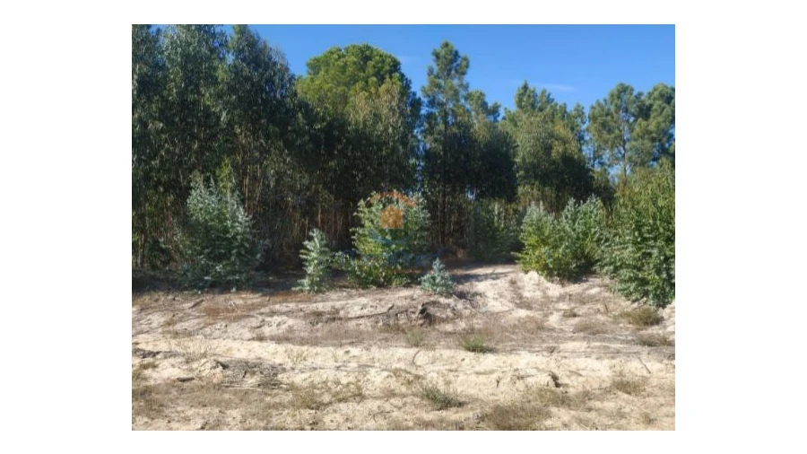 Terreno Agricola ou Rústico para Venda em Pegões Foto 5