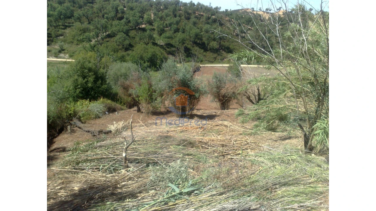 Terreno para Venda em Chamusca e Pinheiro Grande Foto 3