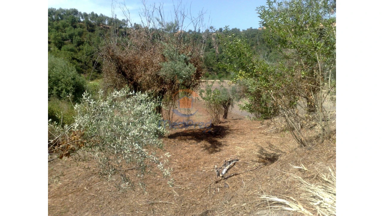 Terreno para Venda em Chamusca e Pinheiro Grande Foto 10