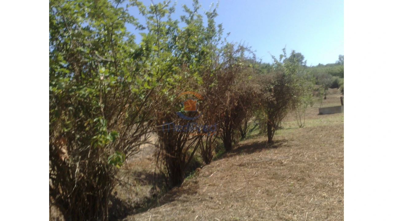 Terreno para Venda em Chamusca e Pinheiro Grande Foto 12
