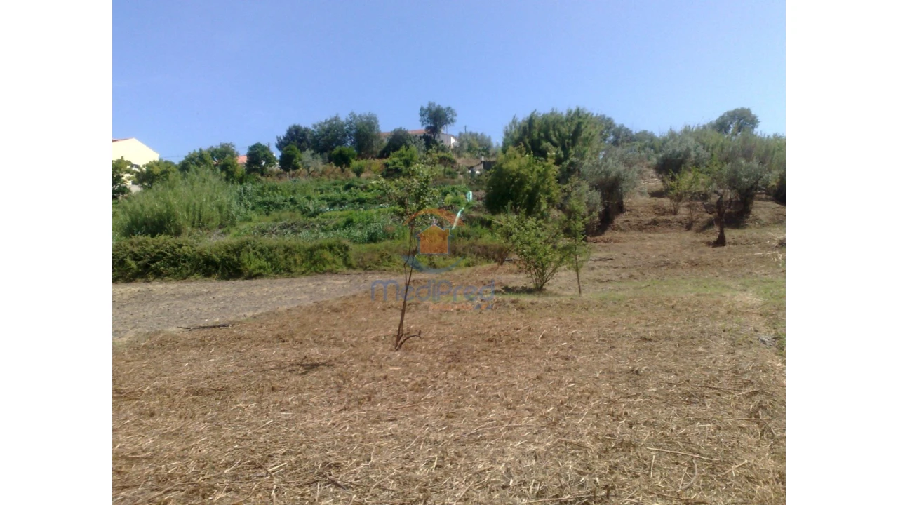 Terreno para Venda em Chamusca e Pinheiro Grande Foto 13
