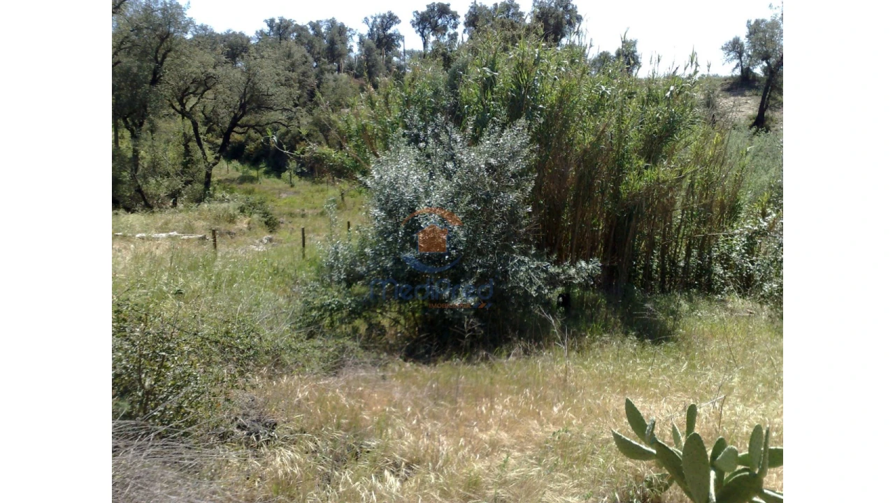 Terreno para Venda em Chamusca e Pinheiro Grande Foto 42