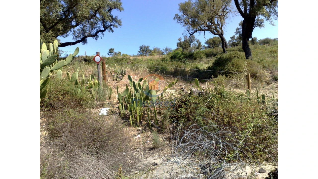 Terreno para Venda em Chamusca e Pinheiro Grande Foto 43