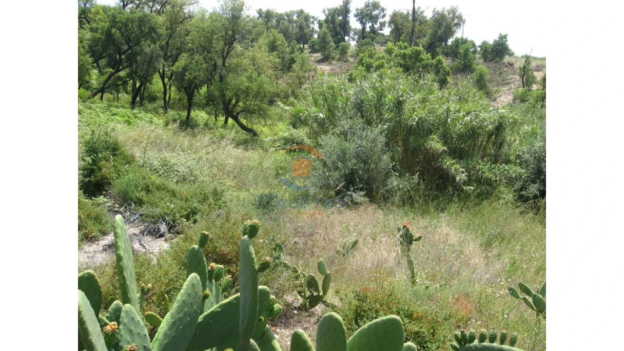 Terreno para Venda em Chamusca e Pinheiro Grande Foto 45