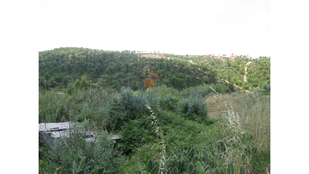 Terreno para Venda em Chamusca e Pinheiro Grande Foto 53