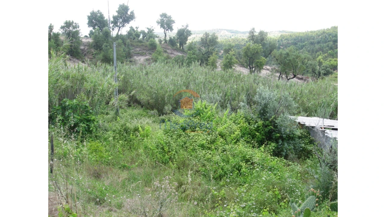 Terreno para Venda em Chamusca e Pinheiro Grande Foto 55