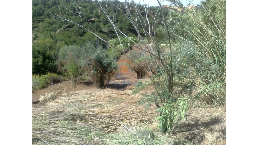 Terreno para Venda em Chamusca e Pinheiro Grande Foto 2