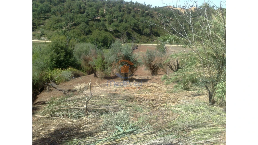 Terreno para Venda em Chamusca e Pinheiro Grande Foto 3