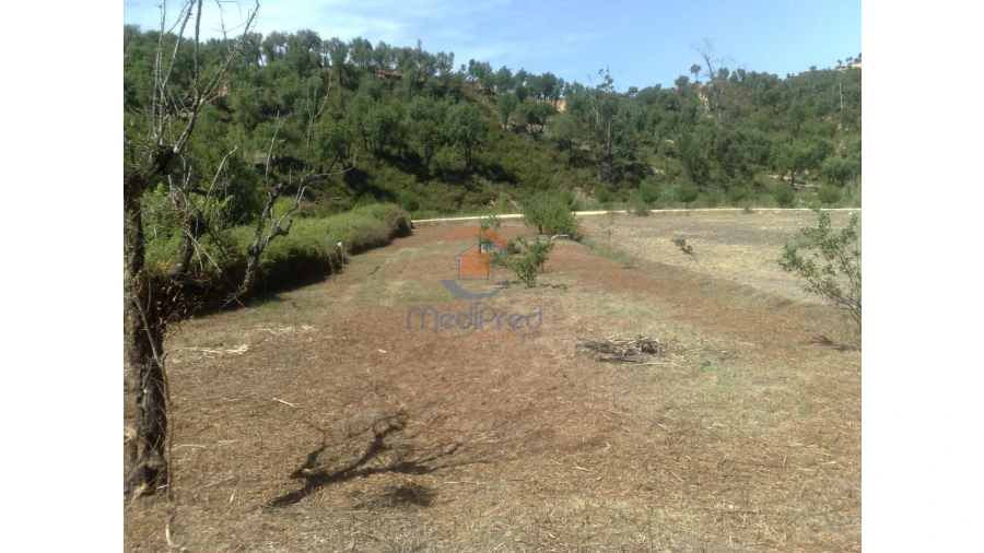 Terreno para Venda em Chamusca e Pinheiro Grande Foto 4