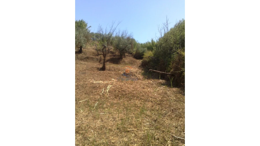 Terreno para Venda em Chamusca e Pinheiro Grande Foto 16