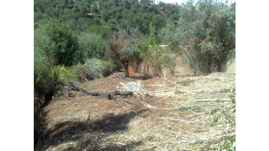 Terreno para Venda em Chamusca e Pinheiro Grande Foto 19