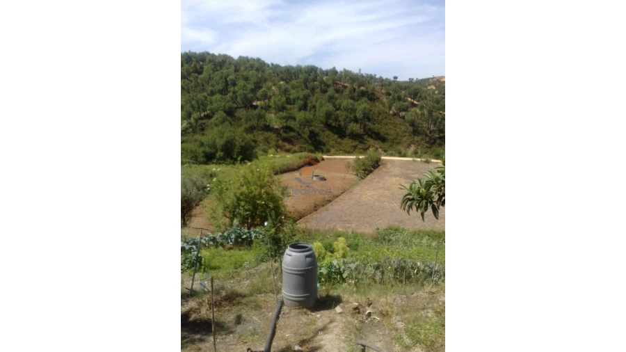 Terreno para Venda em Chamusca e Pinheiro Grande Foto 25