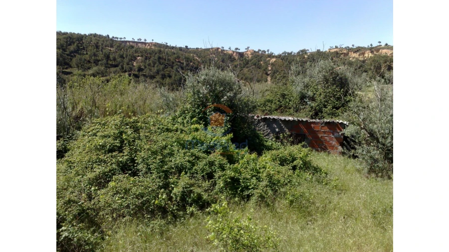 Terreno para Venda em Chamusca e Pinheiro Grande Foto 36