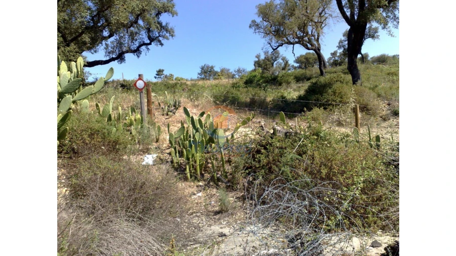 Terreno para Venda em Chamusca e Pinheiro Grande Foto 43