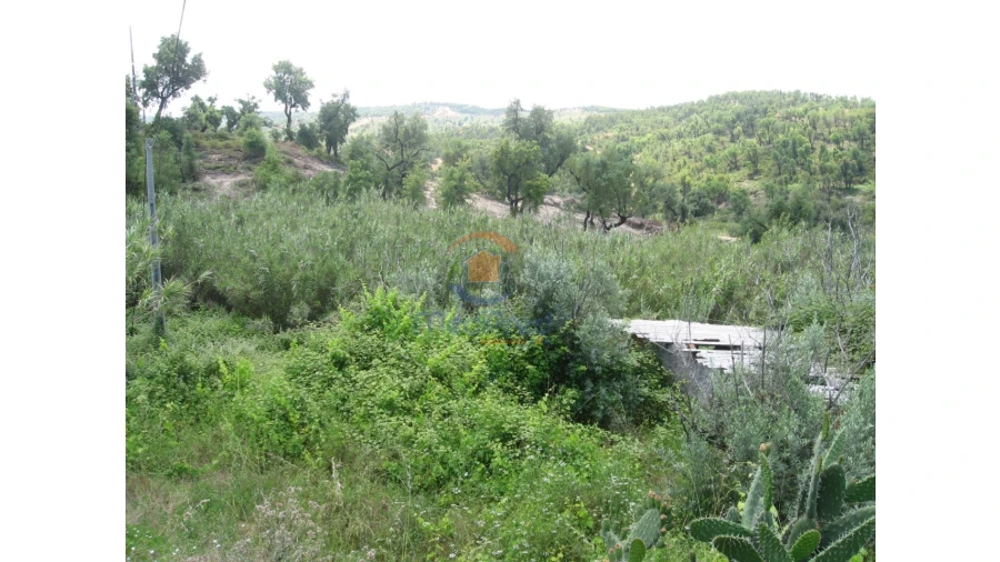 Terreno para Venda em Chamusca e Pinheiro Grande Foto 51