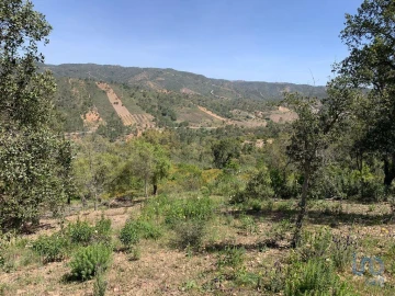Terreno para Venda em Querença, Tôr e Benafim