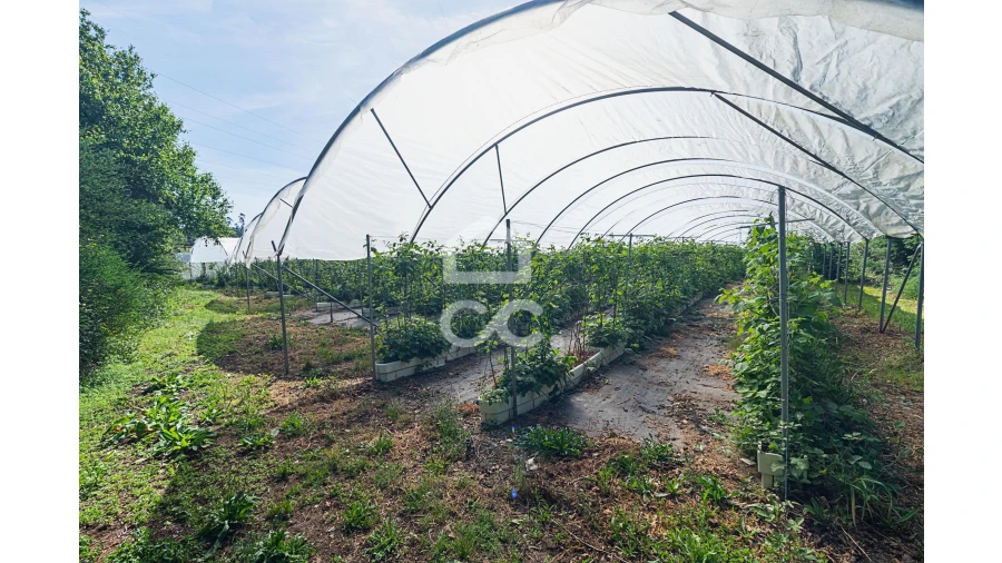 Quinta para Venda em São João de Rei Foto 14