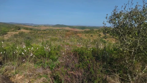 Terreno Agricola ou Rústico para Venda em Alcoutim e Pereiro
