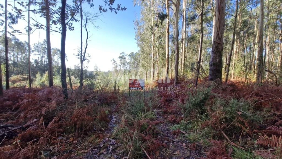 Terreno para Venda em São Martinho da Gandara Foto 14