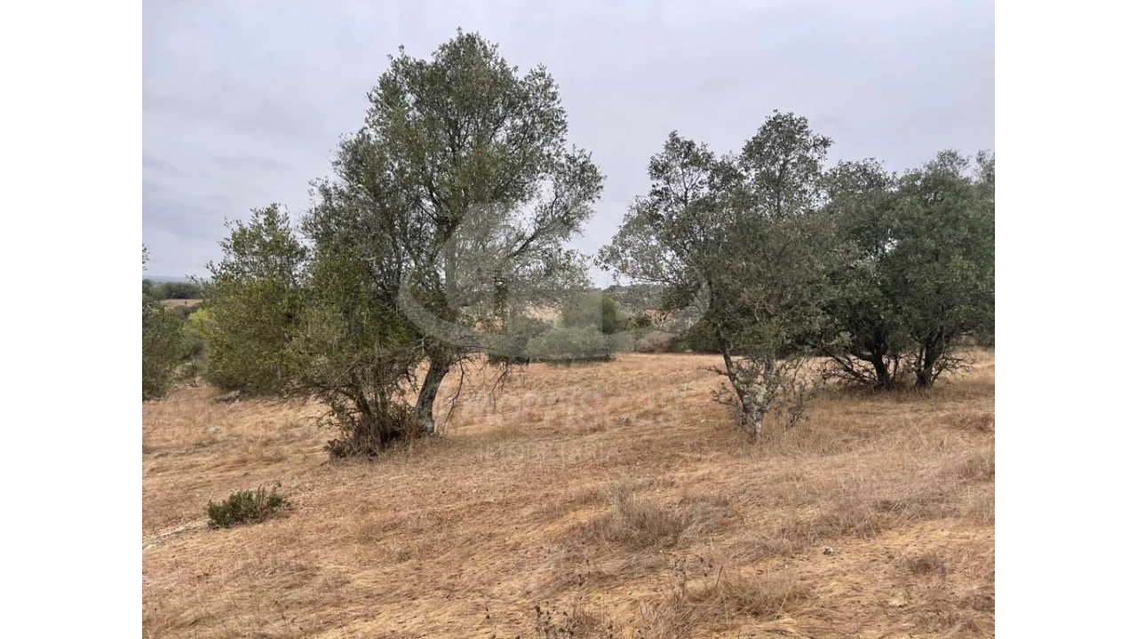 Quinta para Venda em Pavia Foto 15