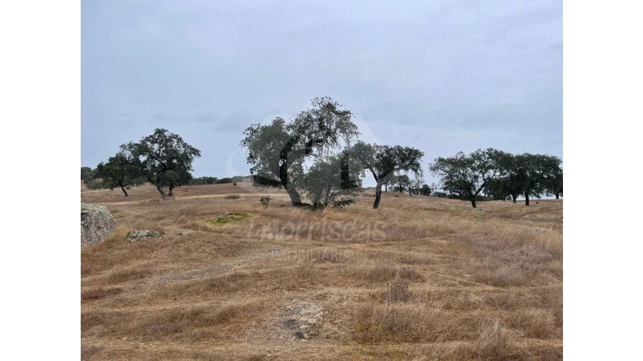Quinta para Venda em Pavia
