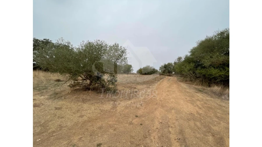 Quinta para Venda em Pavia Foto 10