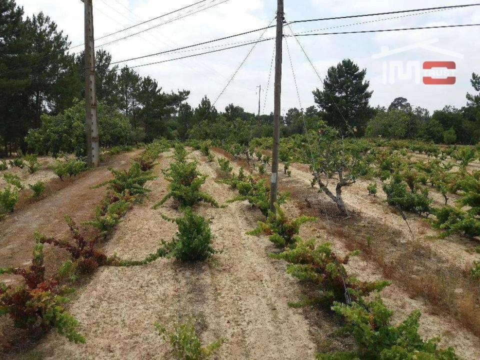 Terreno P/ Prédio para Venda em Biscainho Foto 10