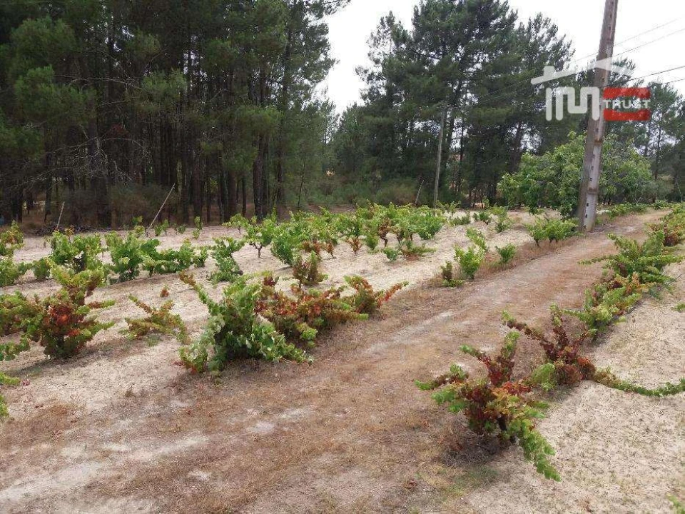 Terreno P/ Prédio para Venda em Biscainho Foto 2