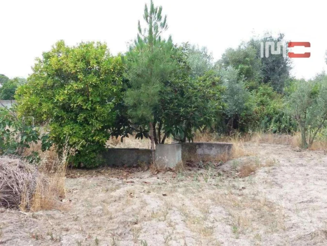 Terreno P/ Prédio para Venda em Biscainho Foto 5