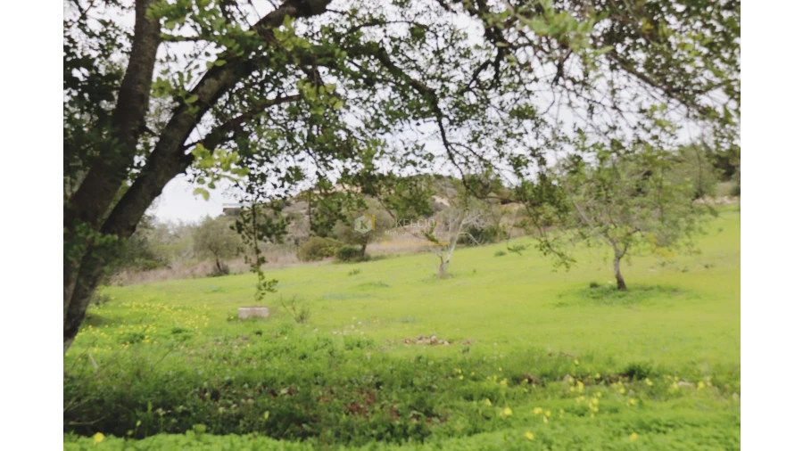 Terreno Agricola ou Rústico para Venda em Loule (São Sebastião) Foto 1