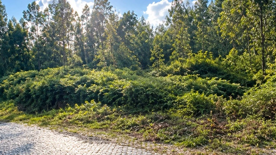 Terreno para Venda em Sanfins Lamoso Codessos