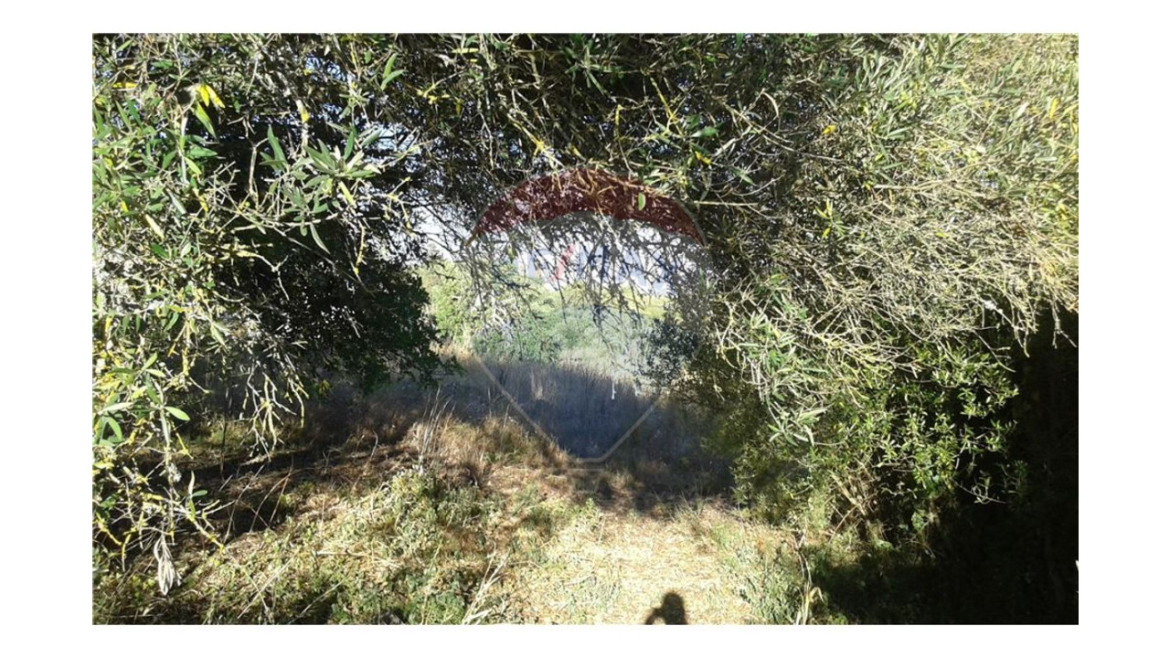 Terreno P/ Prédio para Venda em São Bartolomeu de Messines Foto 1