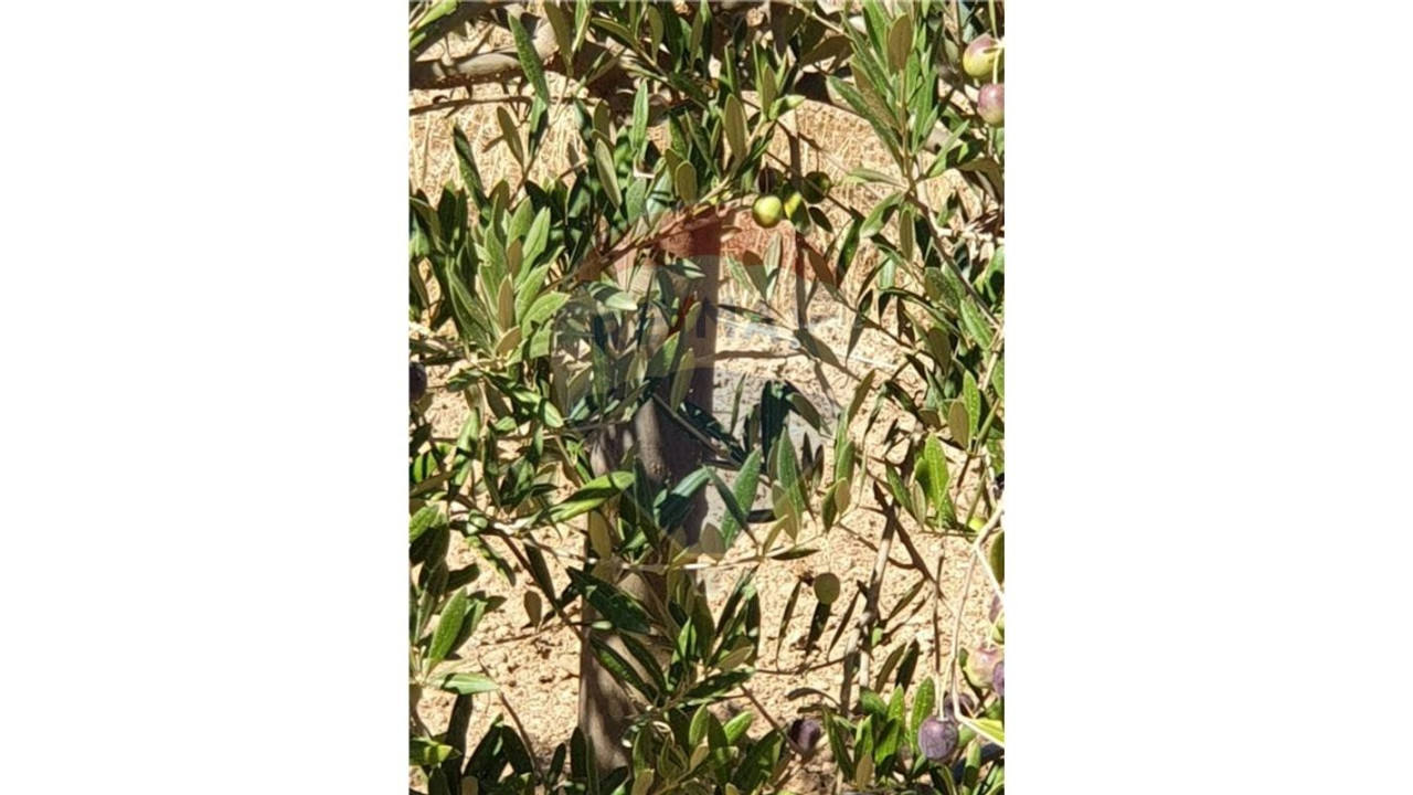 Terreno P/ Prédio para Venda em Paderne Foto 9