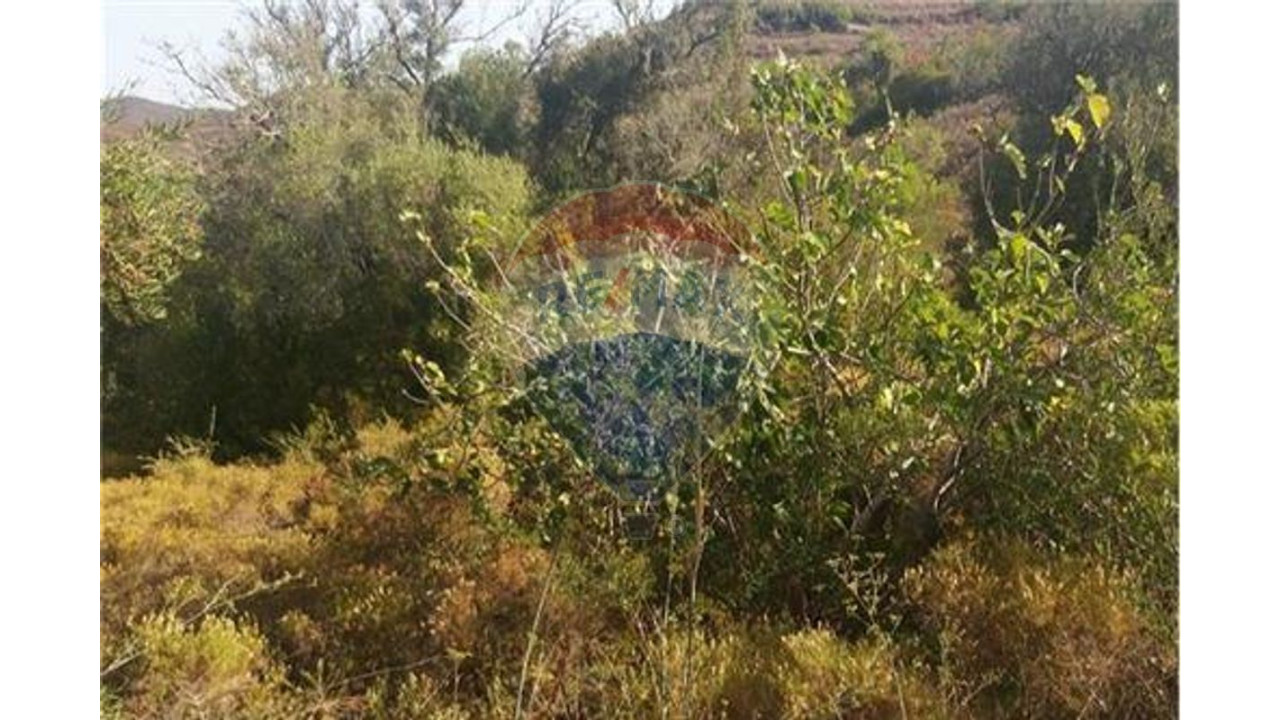Terreno P/ Prédio para Venda em São Bartolomeu de Messines Foto 3