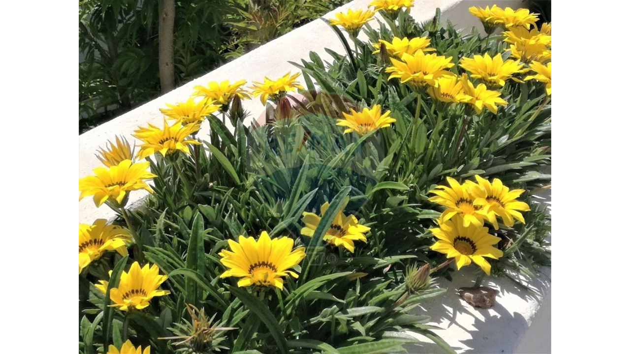 Apartamento T1 para Venda em Albufeira e Olhos de Água Foto 41